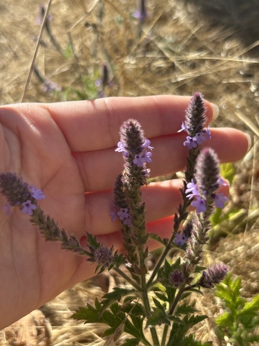 iNaturalist observation photo of vervains
