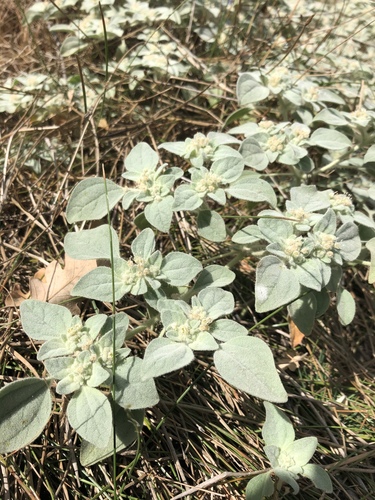iNaturalist observation photo of turkey mullein