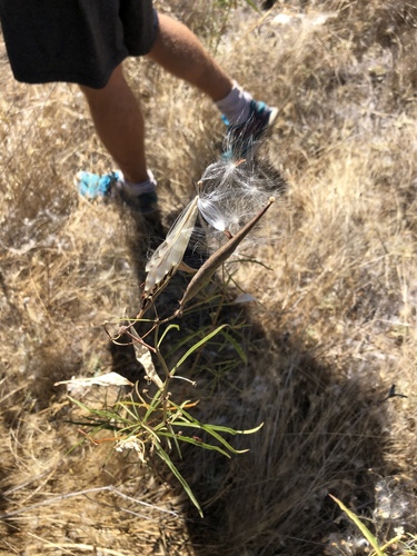 iNaturalist observation photo of narrowleaf milkweed