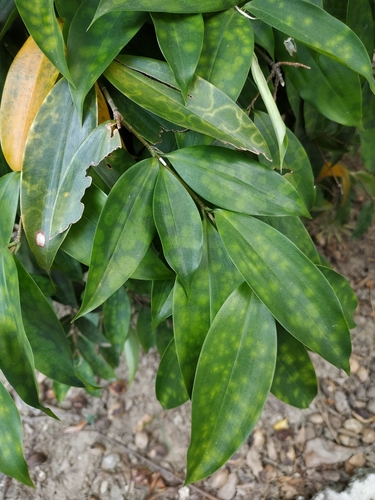 dracaena palm 4' Dracaena Silk Plant (Real Touch) main image 0