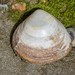 Discors Trough Shell - Photo (c) Danilo Hegg, all rights reserved, uploaded by Danilo Hegg