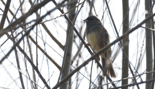 Black-faced Bunting