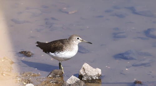 Green Sandpiper