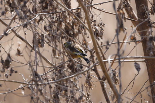 Oriental Greenfinch