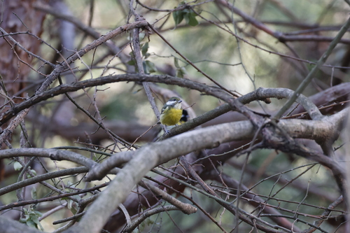 Yellow-bellied Tit