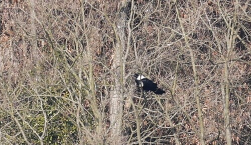 Collared Crow