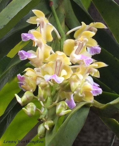 Houllet's Aerides