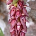 Bulbophyllum Sect. Racemosae - Photo (c) Leonard Worthington, all rights reserved, uploaded by Leonard Worthington