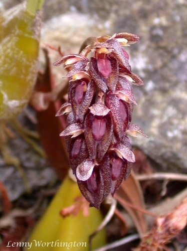 Carey's Bulbophyllum