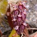 Bulbophyllum careyanum - Photo (c) Leonard Worthington, all rights reserved, uploaded by Leonard Worthington