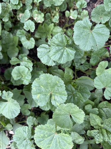 Наблюдение на iNaturalist