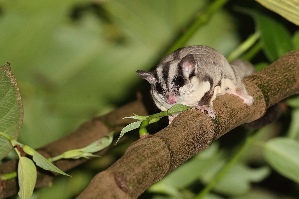 New Guinea Glider