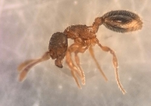 Myrmecina siculaMyrmecina sicula