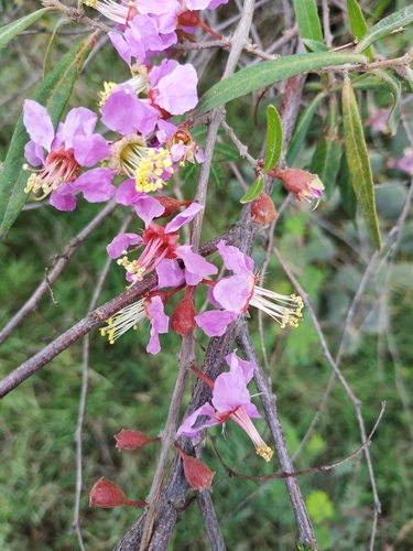 Koehneria madagascariensis