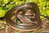 Common Brown Water Snake - Photo (c) Chad Keates, all rights reserved, uploaded by Chad Keates