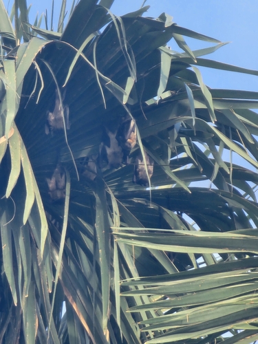 Straw-coloured Fruit Bat