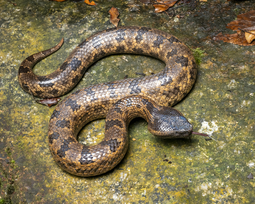 Indo-Malayan mountain pitviper (Ovophis convictus) · iNaturalist