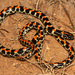 Spotted Harlequin Snake - Photo (c) Chad Keates, all rights reserved, uploaded by Chad Keates