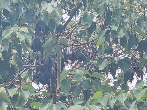 Straw-coloured Fruit Bat