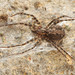 Sombrero Spiders - Photo (c) Erin Powell, all rights reserved, uploaded by Erin Powell
