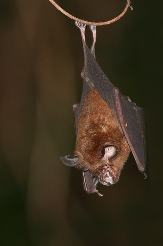 broad-eared horseshoe bat (Rhinolophus euryotis) — Least Concern Mammalia