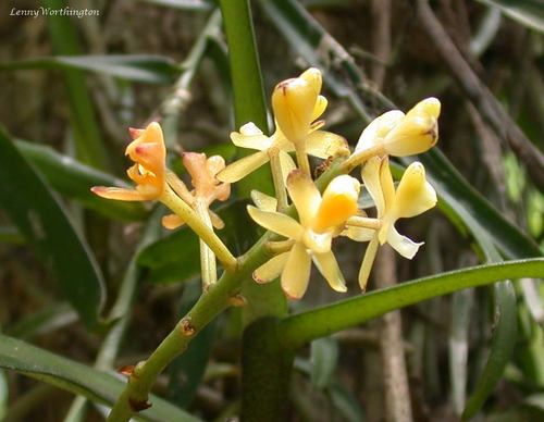 Micropera thailandica