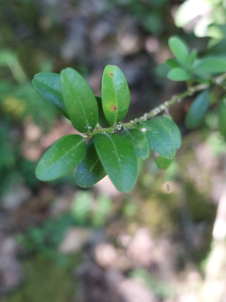 Buxus