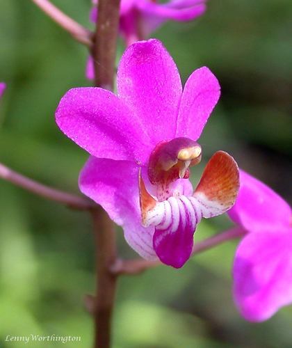 Phalaenopsis pulcherrima (Lindl.) J.J.Sm.