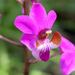 Phalaenopsis pulcherrima - Photo (c) Leonard Worthington, כל הזכויות שמורות, הועלה על ידי Leonard Worthington