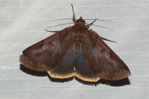 Artena submira Walker, 1858