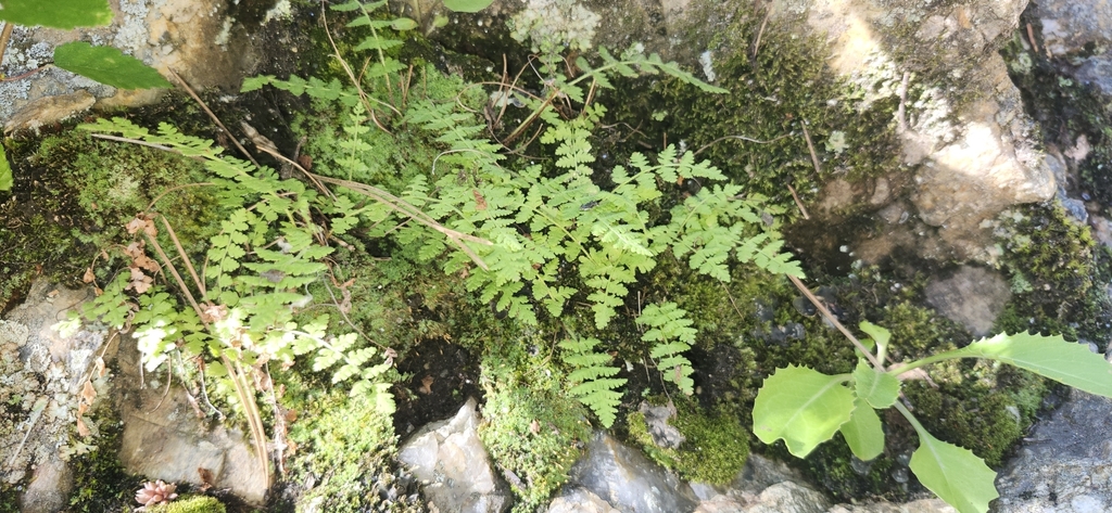 Pteridophyta