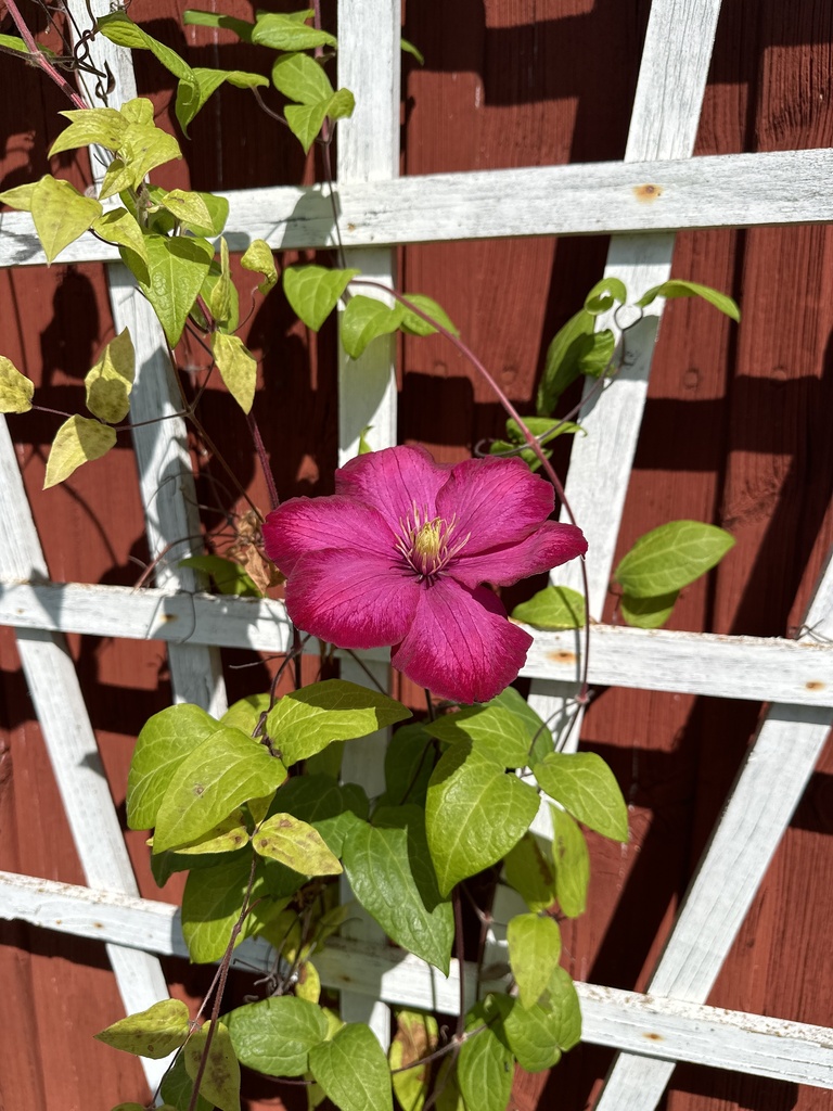Clematis