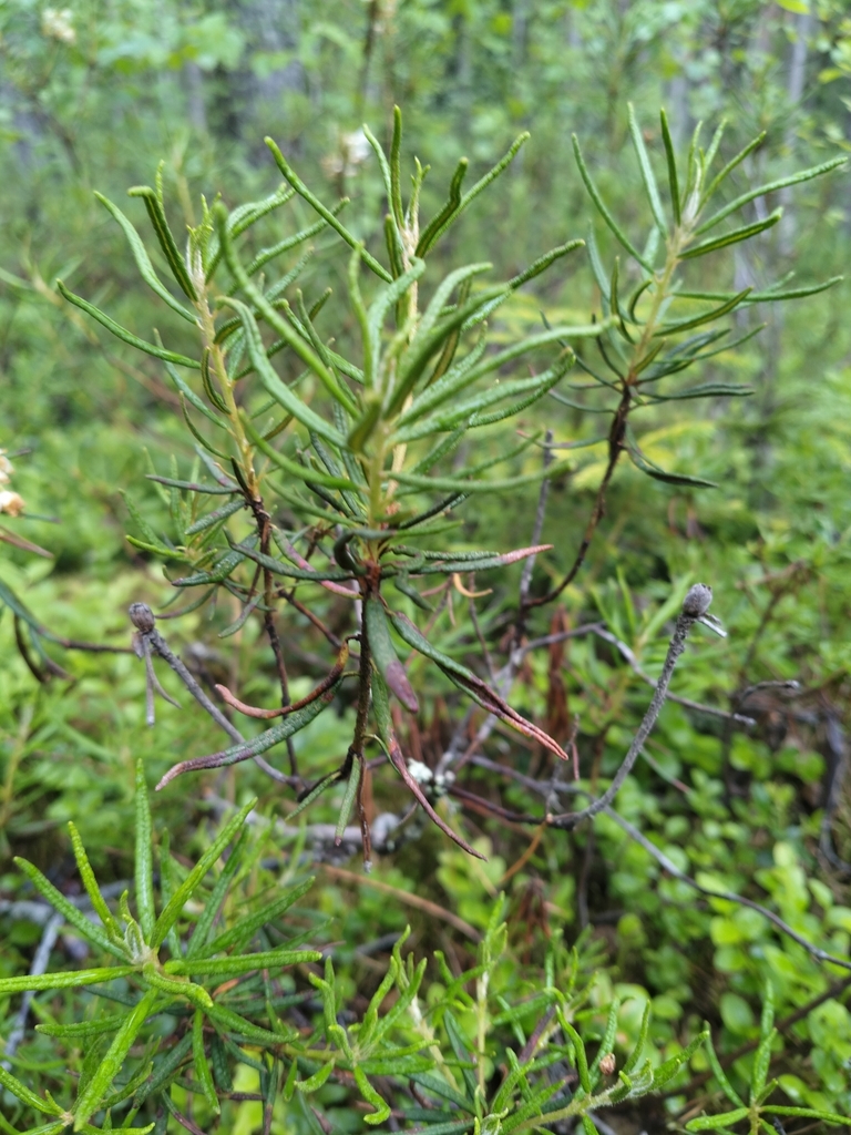 Rhododendron