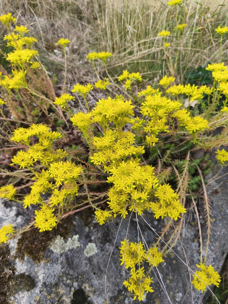 Sedum