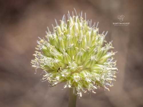 Allium pseudocalyptratum