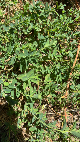 iNaturalist observation photo of St. John's worts