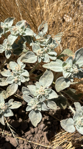 iNaturalist observation photo of turkey mullein