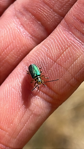 iNaturalist observation photo of Coyote Brush Leaf Beetle