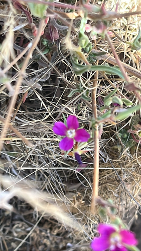 iNaturalist observation photo of Winecup Clarkia
