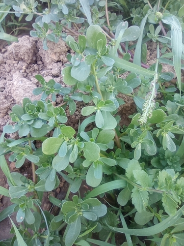 Common Purslane