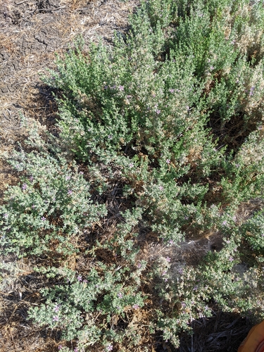 iNaturalist observation photo of Alkali Heath