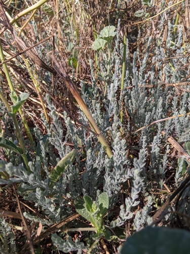 iNaturalist observation photo of Alkali Weed
