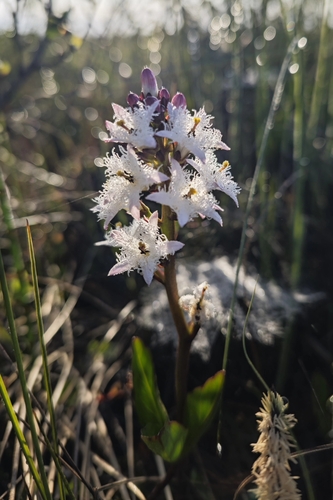 Bogbean