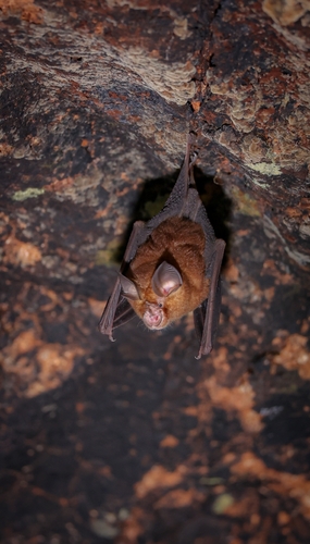 Okinawa Horseshoe Bat (Rhinolophus pumilus) — Data Deficient Mammalia
