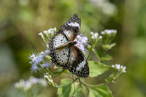 Leopard Lacewing Butterfly