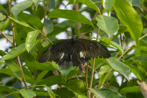 Papilio chaon chaon