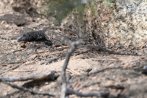 iNaturalist observation photo of Western Whiptail
