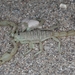 Eastern Sand Scorpion - Photo (c) Chris Benesh, all rights reserved, uploaded by Chris Benesh