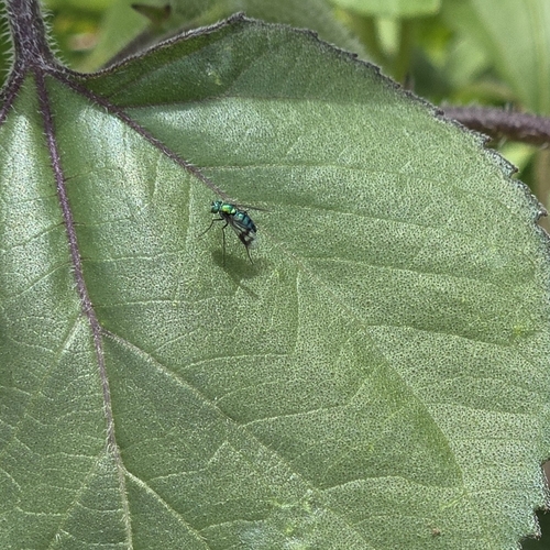 Unknown species found near Sandpoint, ID 83864, USA