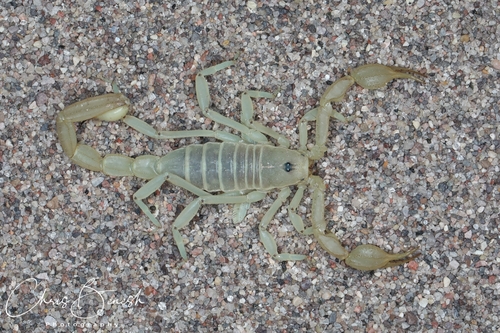 eastern sand scorpion